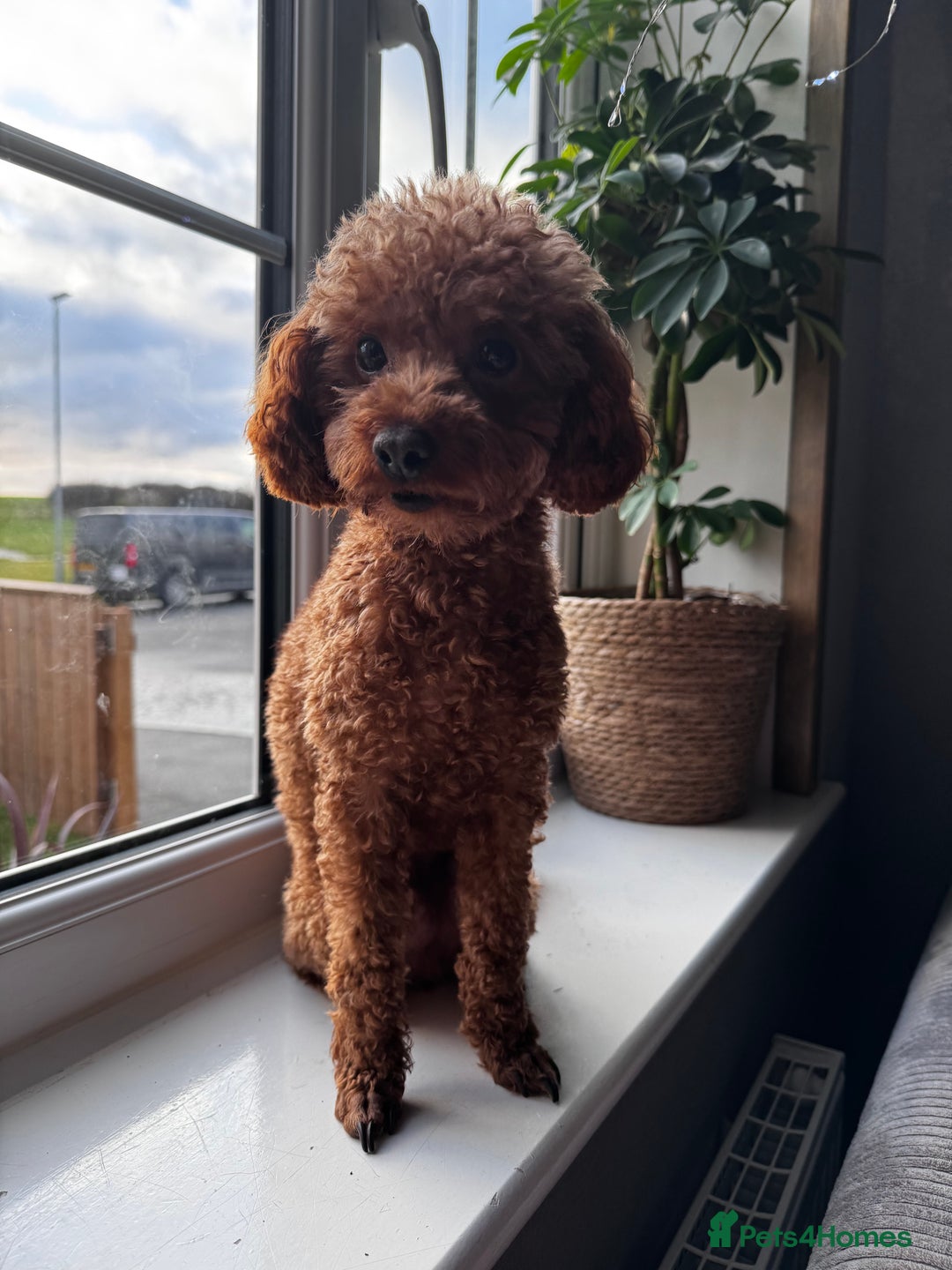 Toy Poodle dogs for stud: Vinnie the little king ❤️ - Advert 1