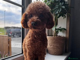 Toy Poodle dogs Vinnie the little king ❤️ - Advert 19