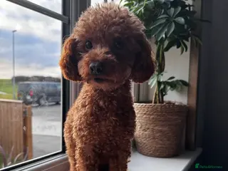 Toy Poodle dogs Vinnie the little king ❤️ - Advert 5