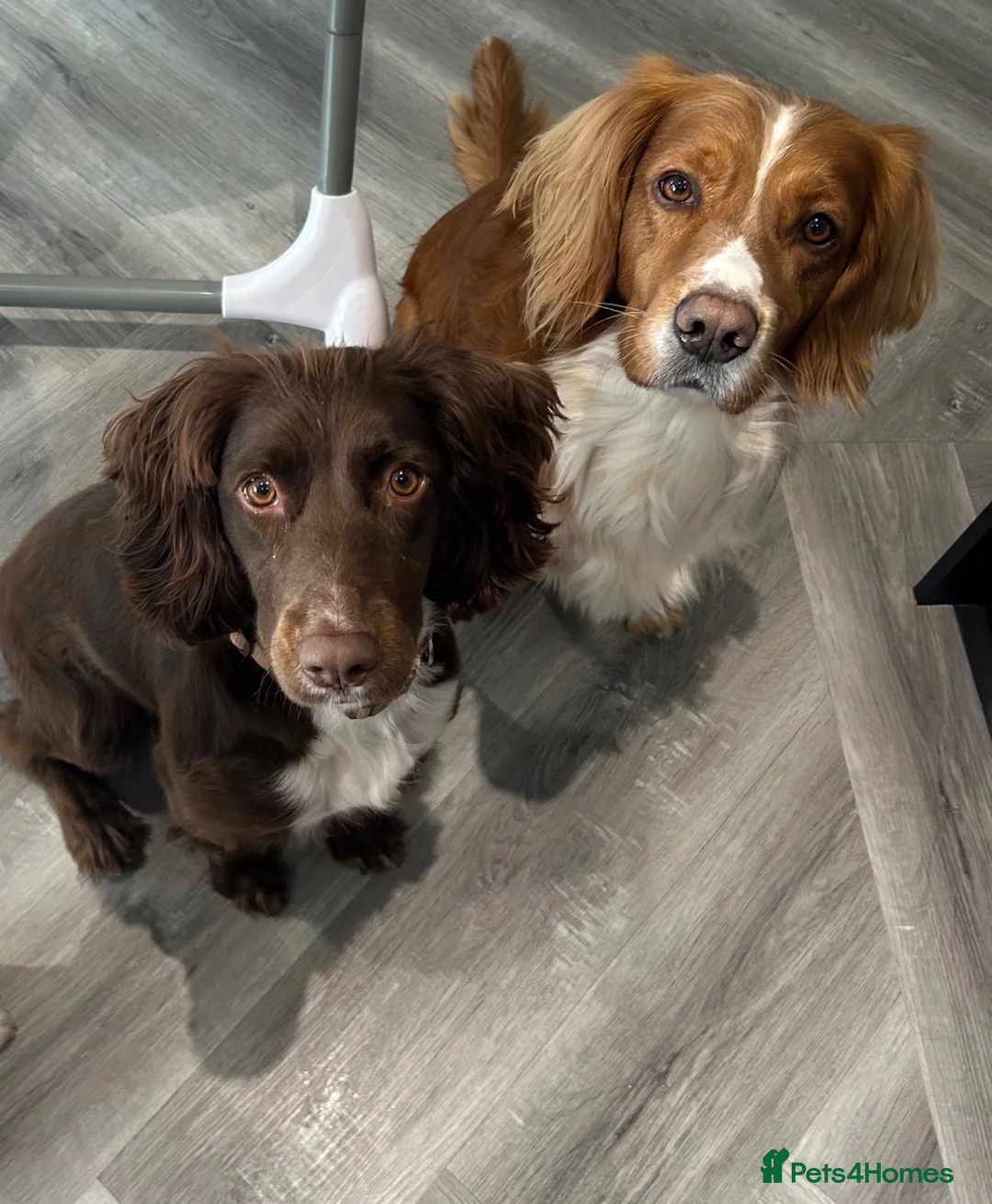 Sprocker dogs for sale: ✨ Sprocker Spaniel Puppies ✨ - Advert 16