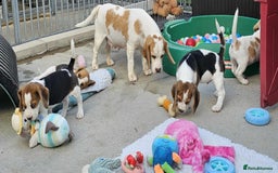 Beagle dogs for sale: Stunning KC Reg Beagle Pups - Ready Now - Image 12
