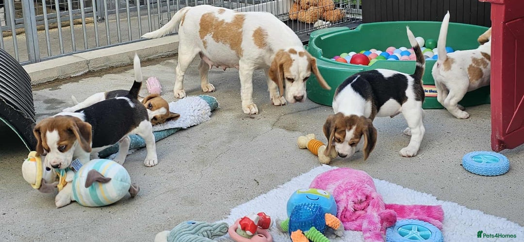 Beagle dogs for sale: Stunning KC Reg Beagle Pups - Ready Now - Image 12