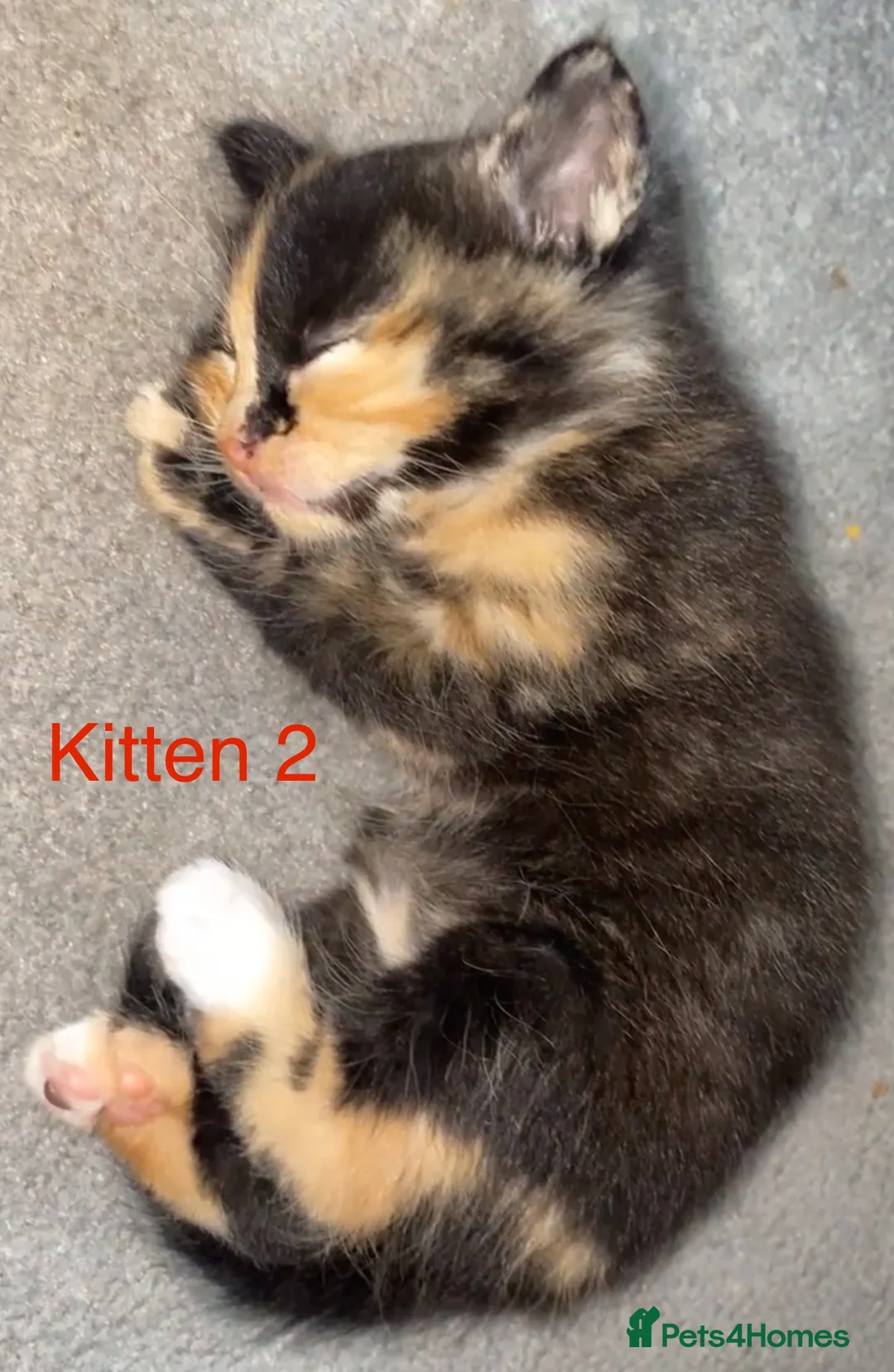 Mixed Breed cats for sale: GORGEOUS KITTENS FOR SALE - Advert 2