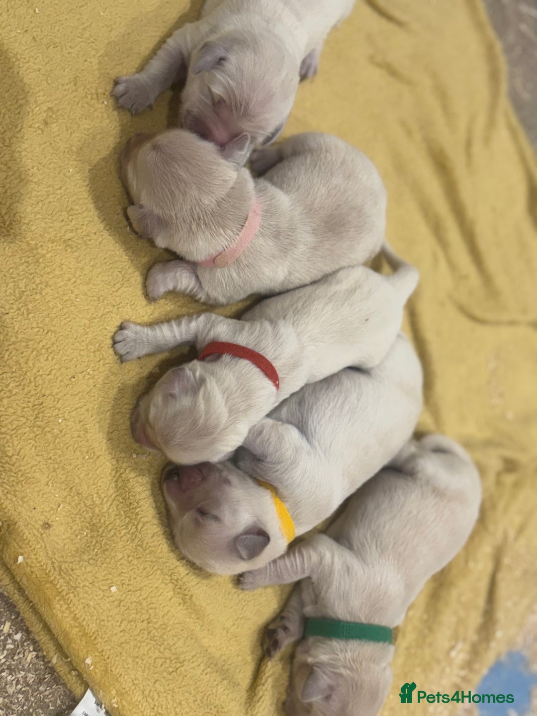 Golden Retriever dogs for sale: 7 beautiful Golden Retriever puppies  - Image 12