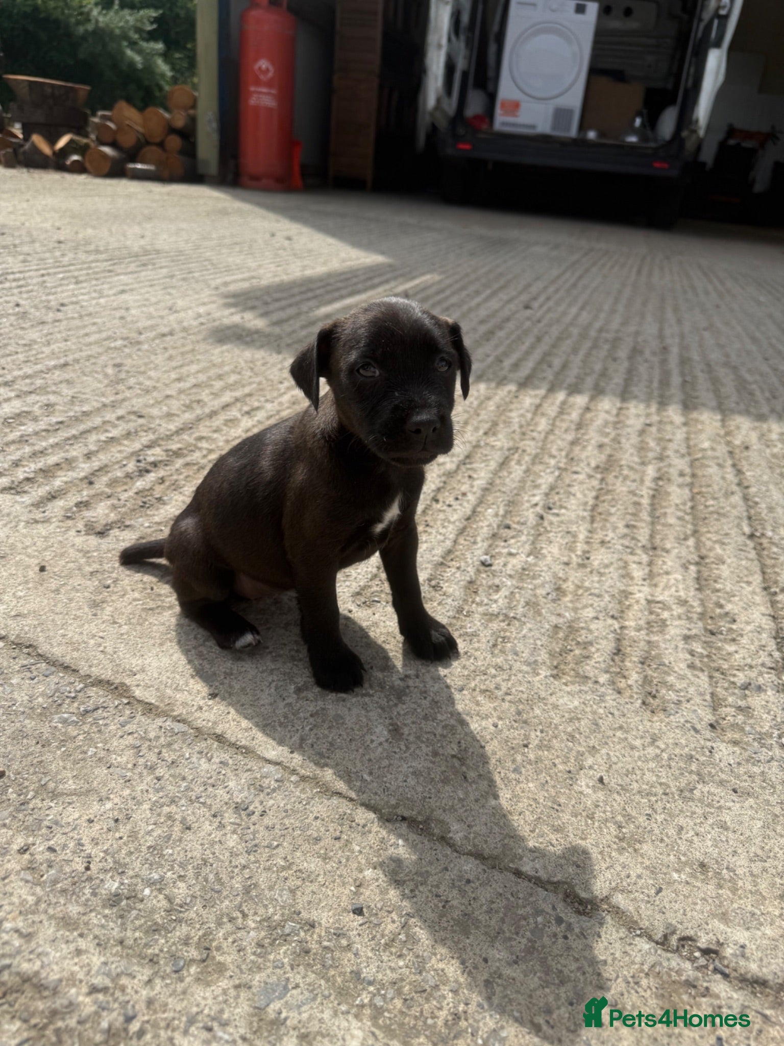 Patterdale Terrier dogs Patterdale Puppies - Advert 1