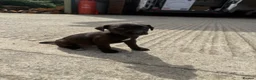 Patterdale Terrier dogs for sale: Patterdale Puppies - Advert 1