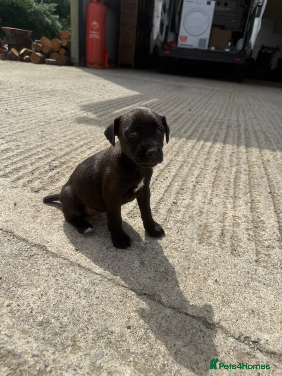 Patterdale Terrier dogs for sale: Patterdale Puppies - Advert 1