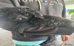 Mixed Breed dogs for sale: 🐾 🧸 *Ready Saturday* Beautiful Doodles 💕🐾 - Image 6