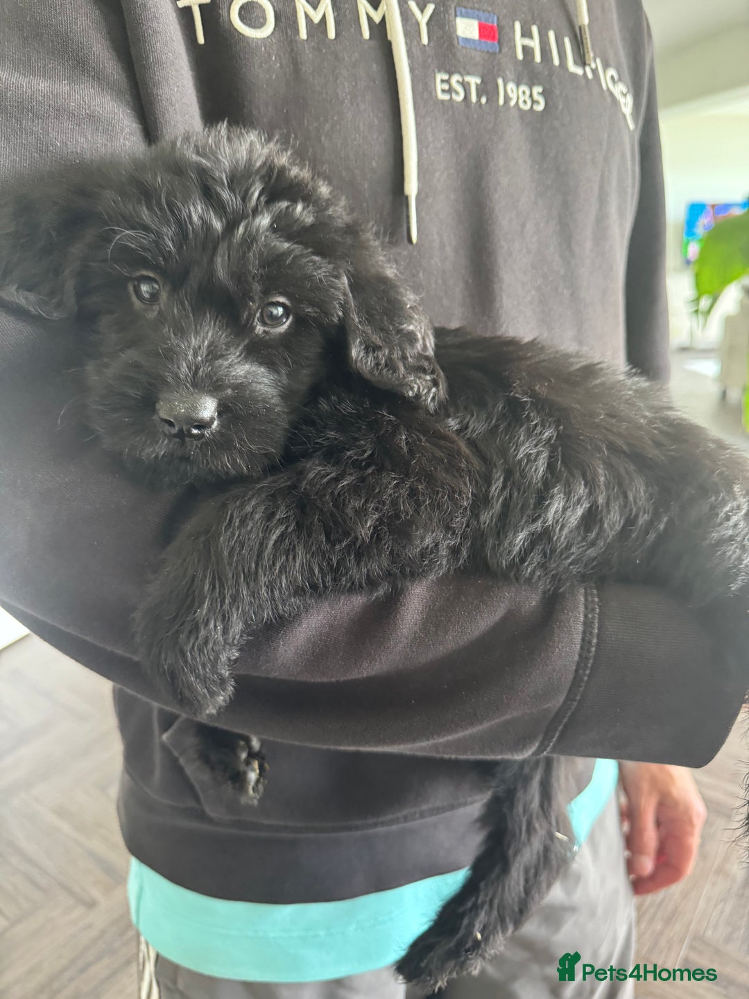 Mixed Breed dogs for sale: 🐾 🧸 *Ready Saturday* Beautiful Doodles 💕🐾 - Image 6