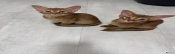 Somali cats for sale: Somali kittens available 😻 in Lincoln - Advert 20