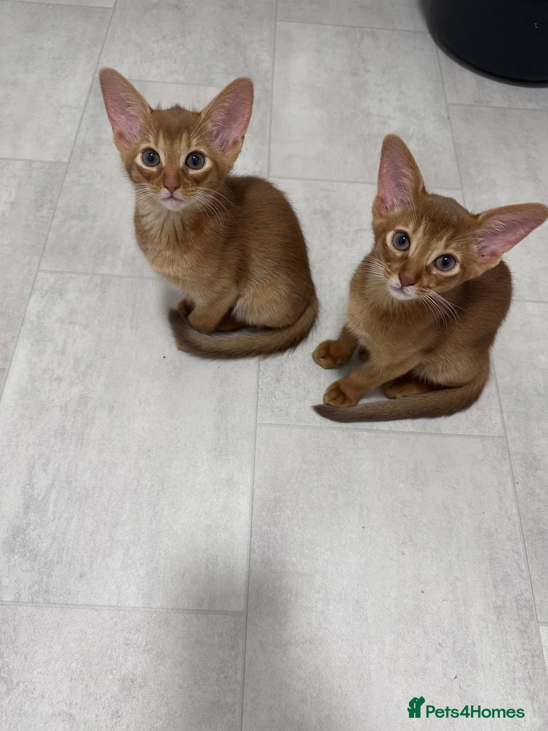 Somali cats for sale: Somali kittens available 😻 in Lincoln - Advert 20