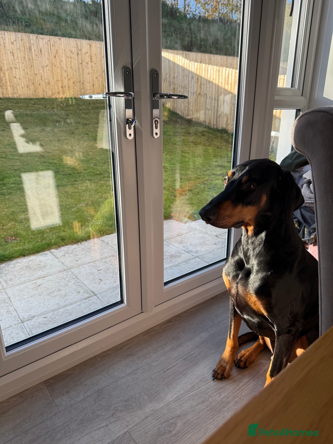 Dobermann dogs for sale: Wonderful Doberman for unfortunate adoption  - Advert 5