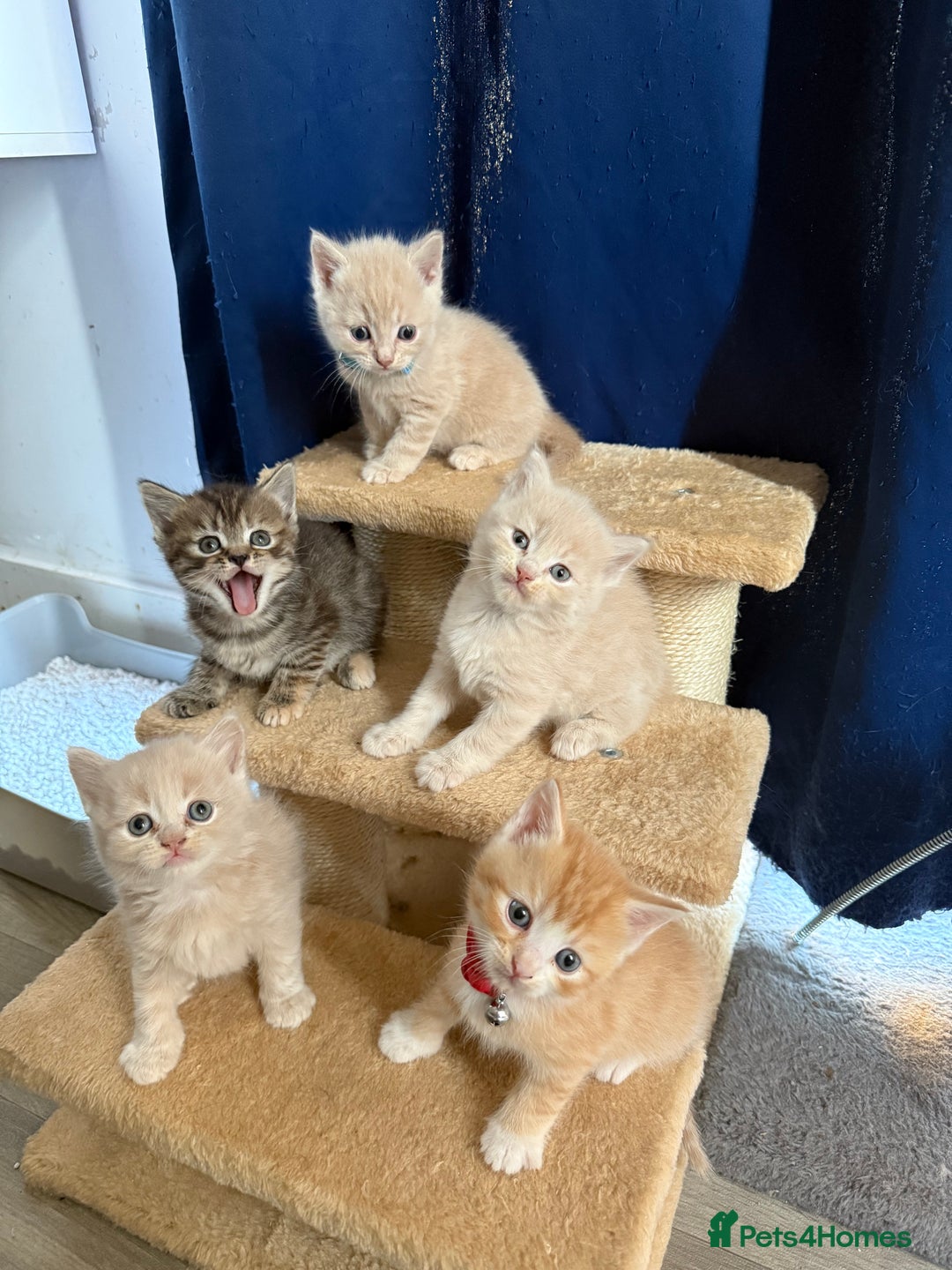 British Shorthair cats for sale: Beautiful half British shorthair kittens  - Image 3