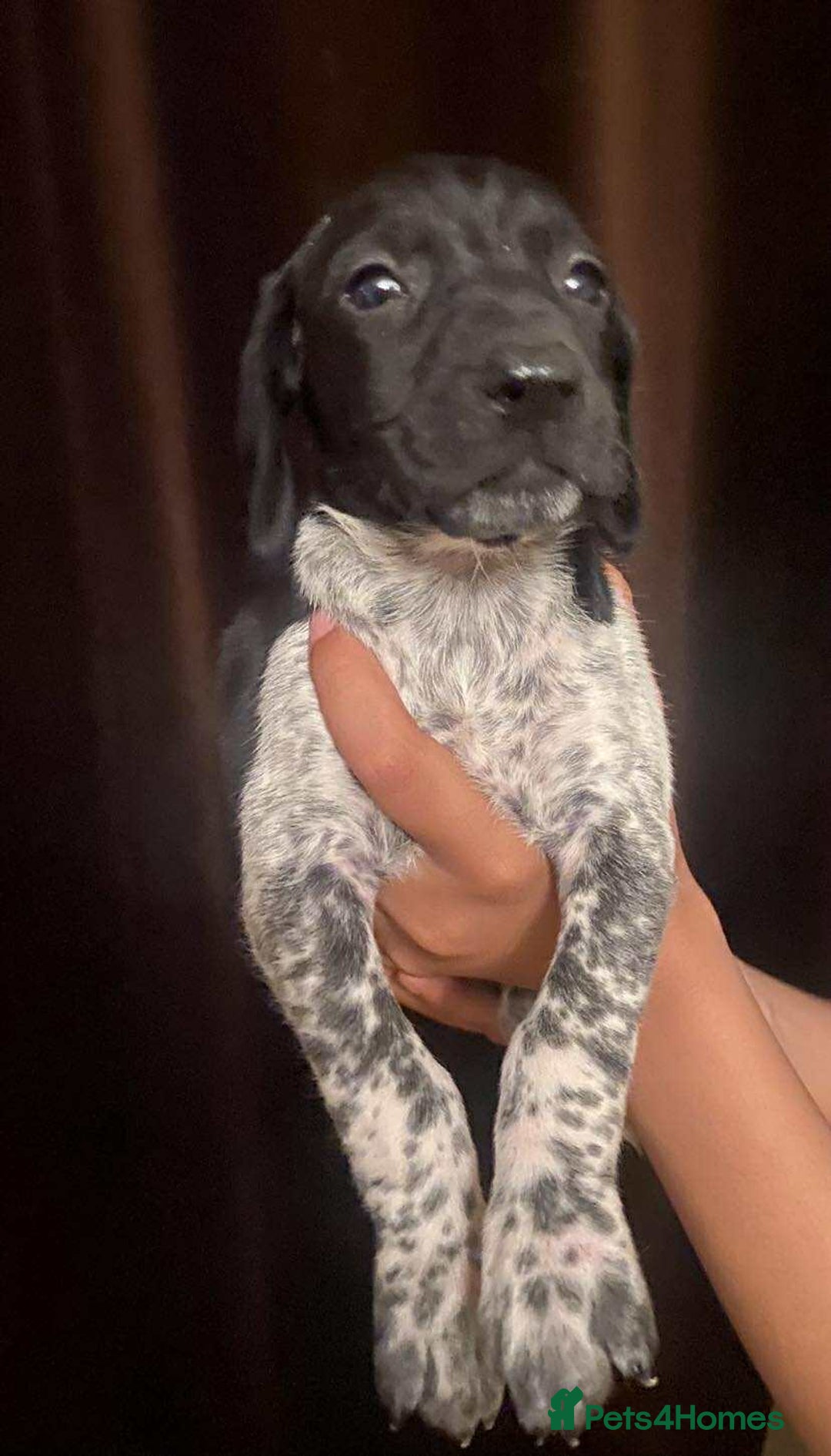 German Shorthaired Pointer dogs for sale: Stunning Litter of GSP puppies - Image 6