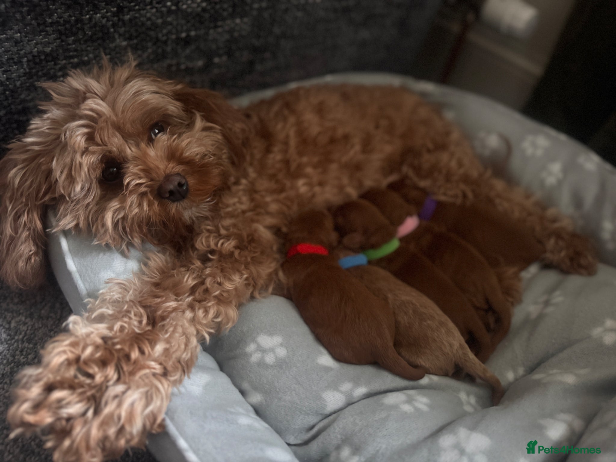 Cavapoo dogs Adorable Cavapoo F1b puppies for sale  - Advert 2
