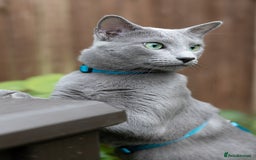 Russian Blue cats for stud: Russian blue for stud  in Burton-on-Trent - Image 4