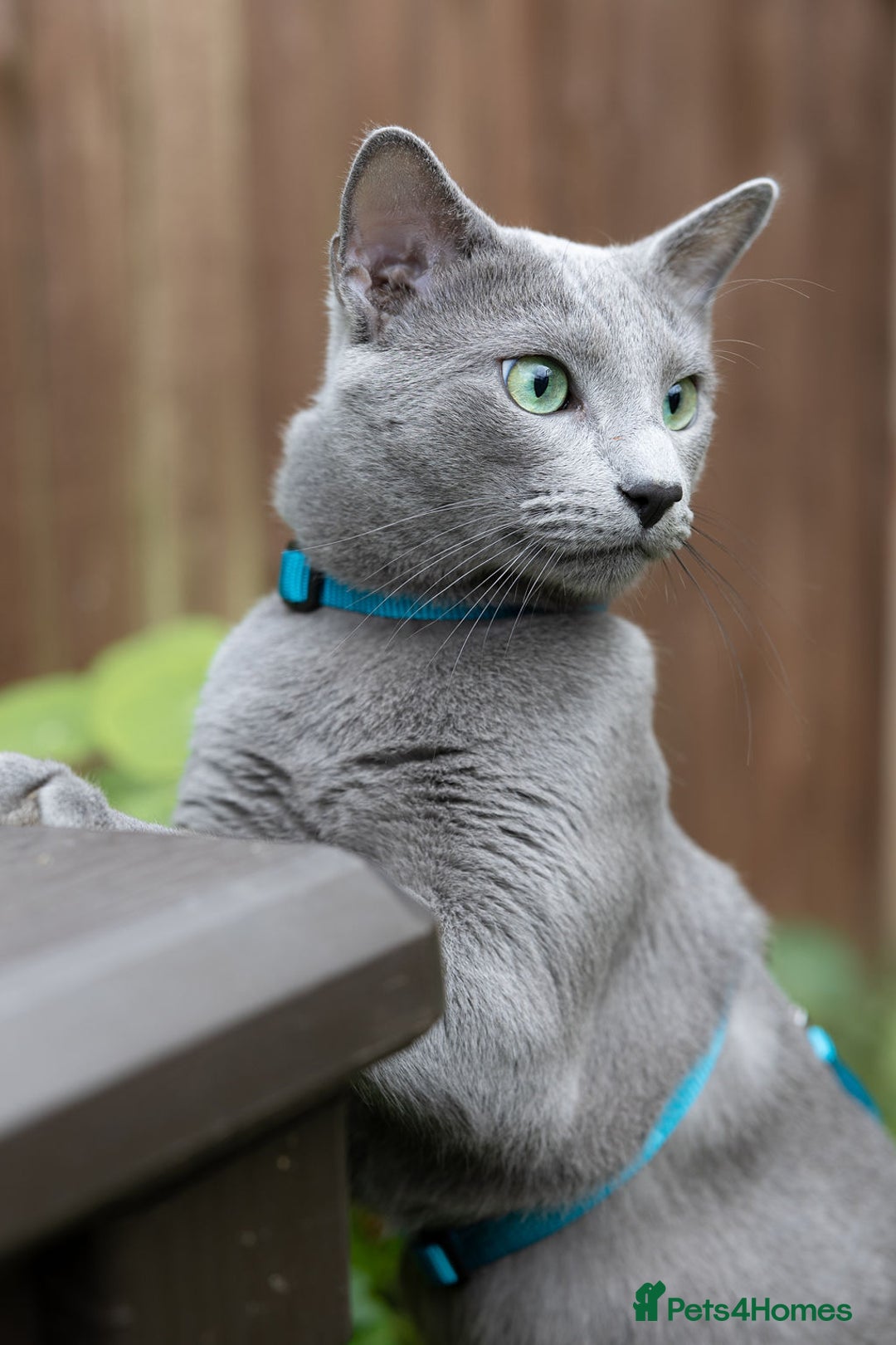 Russian Blue cats for stud: Russian blue for stud  in Burton-on-Trent - Image 4