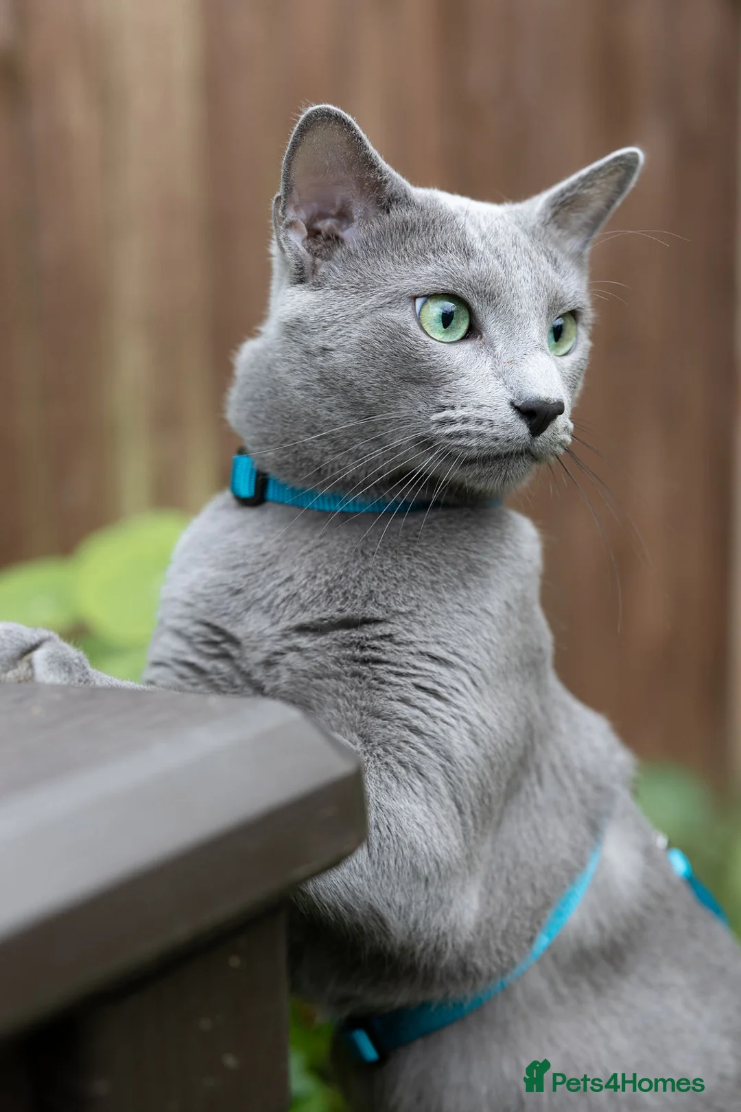 Russian Blue cats for stud: Russian blue for stud  in Burton-on-Trent - Advert 4