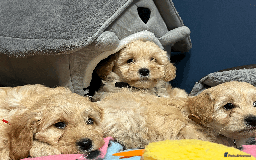 Cavapoochon dogs for sale: Cavapoochon puppies ready for new forever home💕 - Advert 7