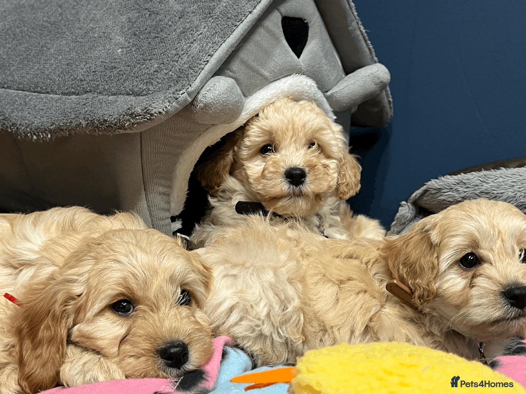 Cavapoochon dogs for sale: Cavapoochon puppies ready for new forever home💕 - Advert 7