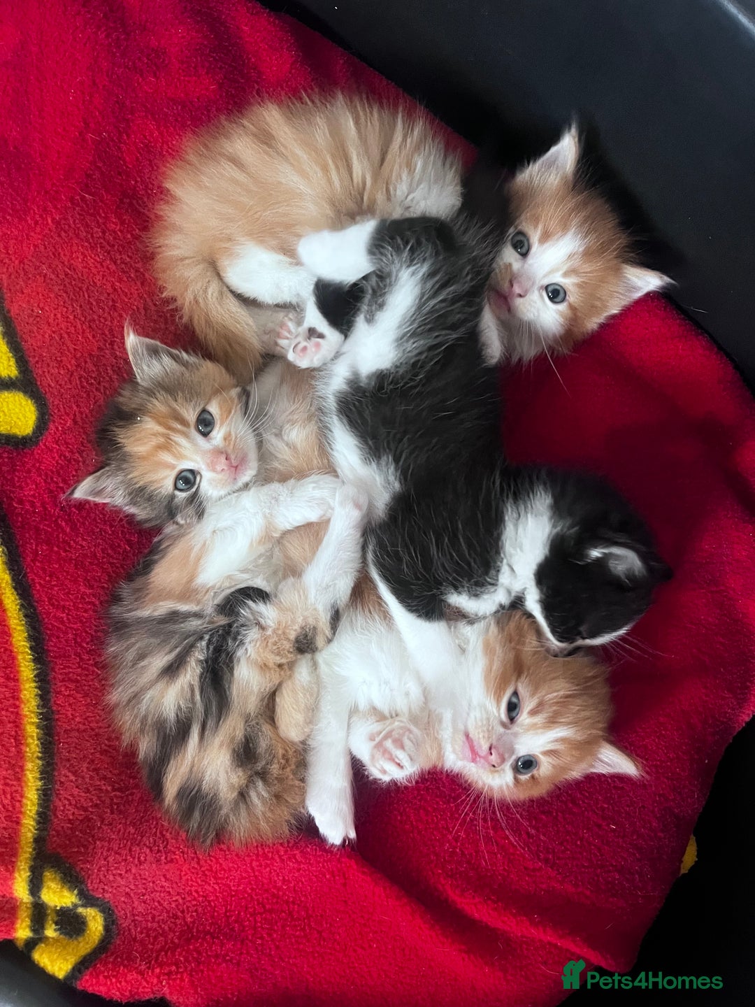 Mixed Breed cats for sale: Beautiful Fluffy Kittens - Advert 6