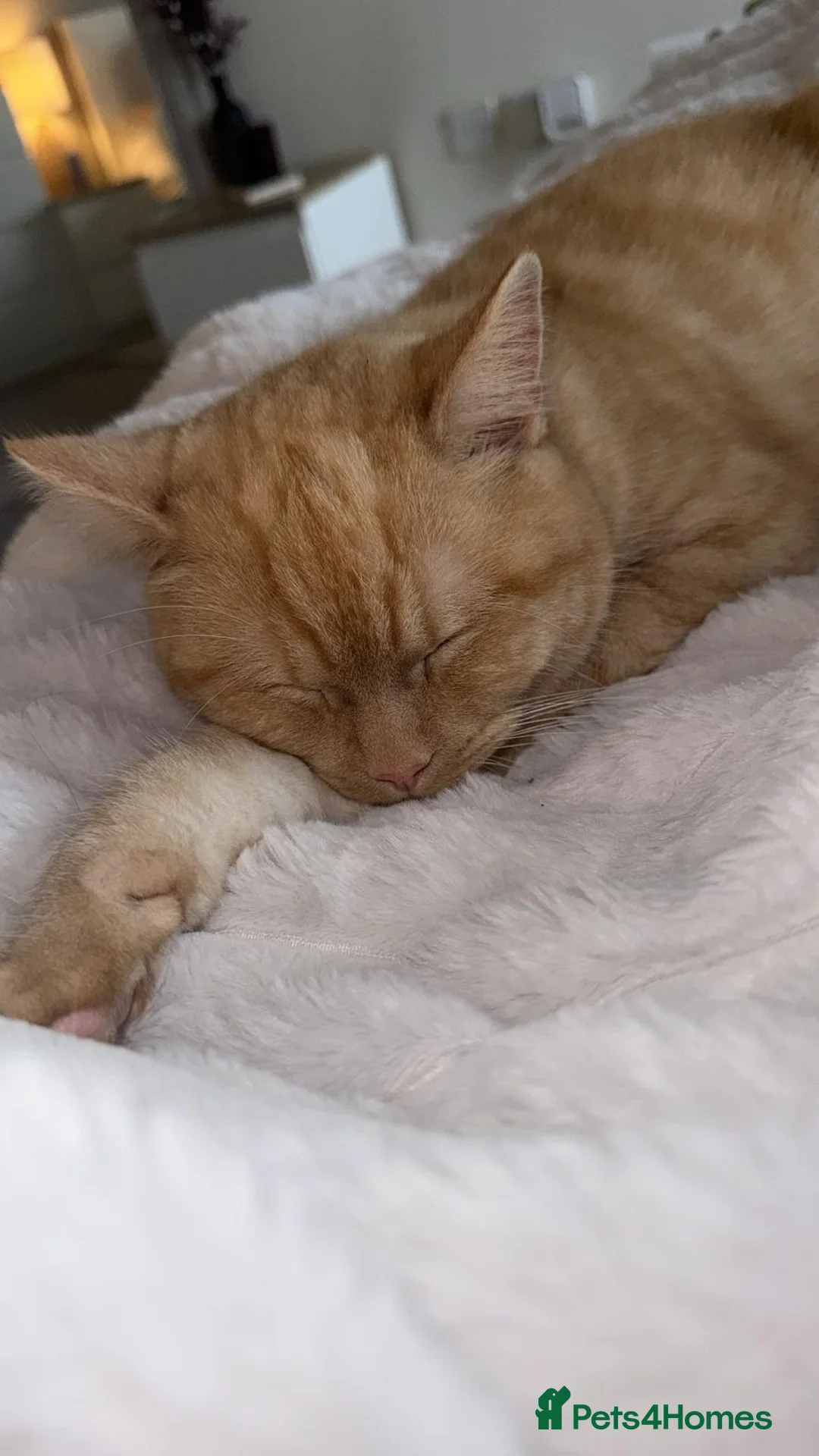 Mixed Breed cats for sale: Pale ginger male cat for re-homing. - Advert 2