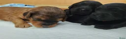 Cockapoo dogs for sale: Cockapoo Puppy’s for Sale in Ardrossan - Advert 7