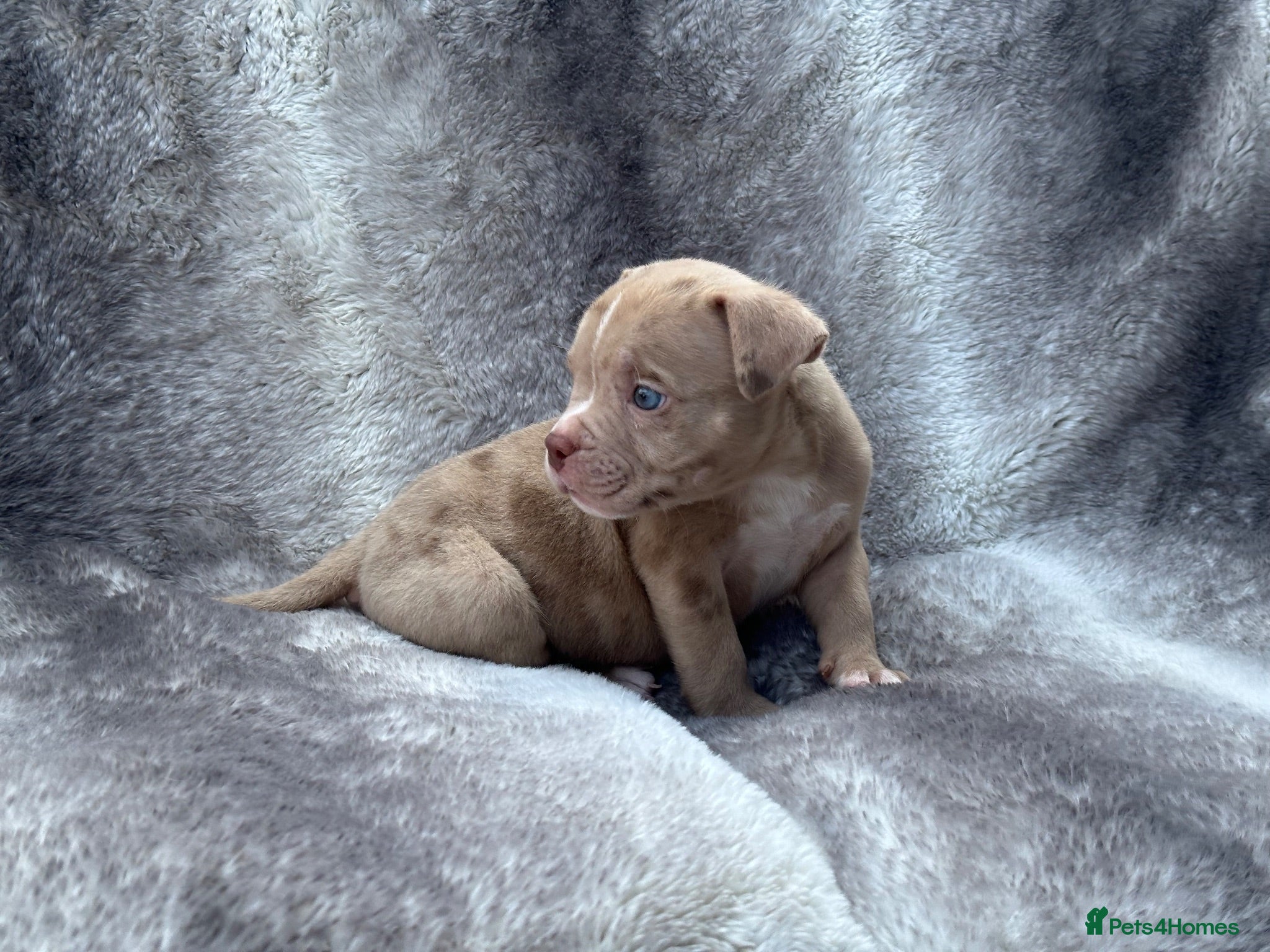 American Bully dogs Pocket bully puppies  - Advert 1