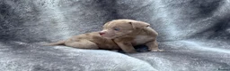 American Bully dogs for sale: Pocket bully puppies  - Advert 1