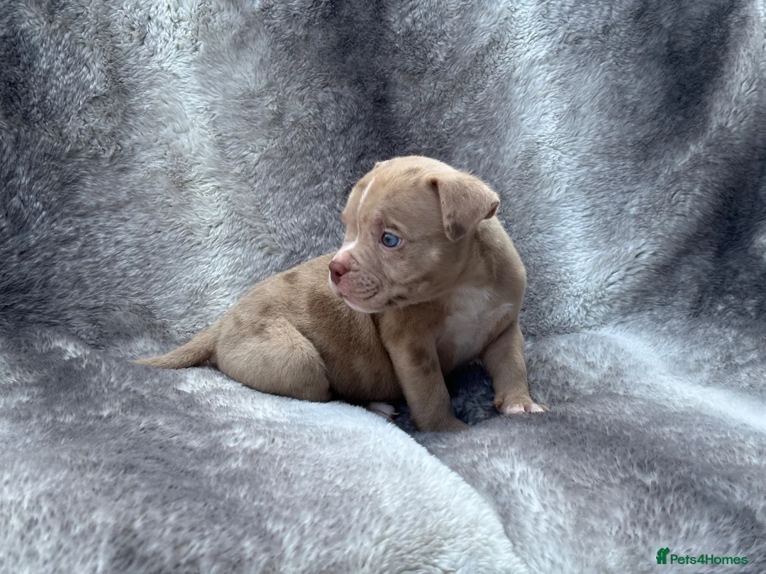 American Bully dogs for sale: Pocket bully puppies  - Advert 1