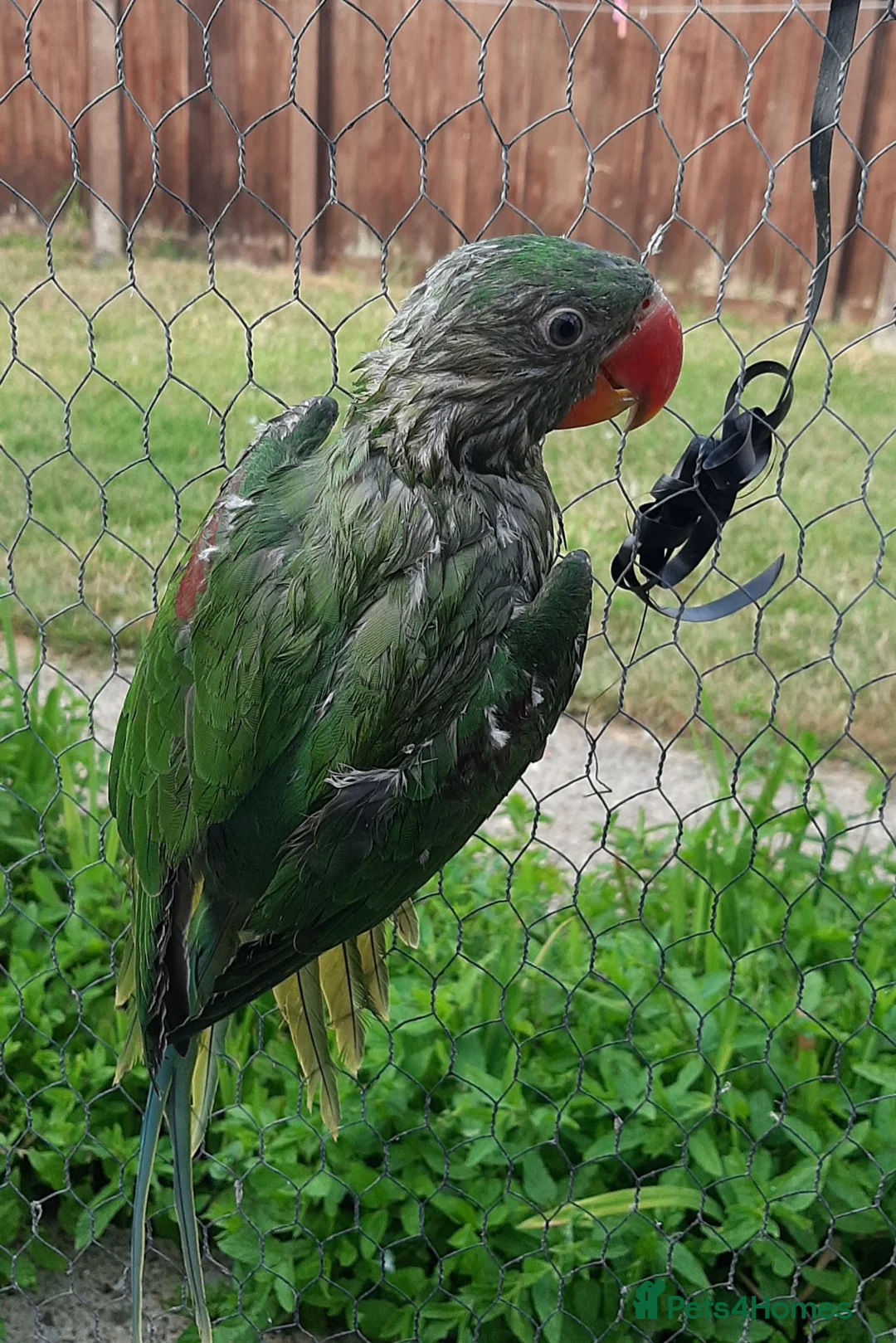 Parrots birds for sale: Alexandrine baby New baby  - Advert 2
