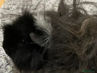 Guinea Pig rodents Lunkarya - Advert 1