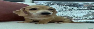 Cream boy