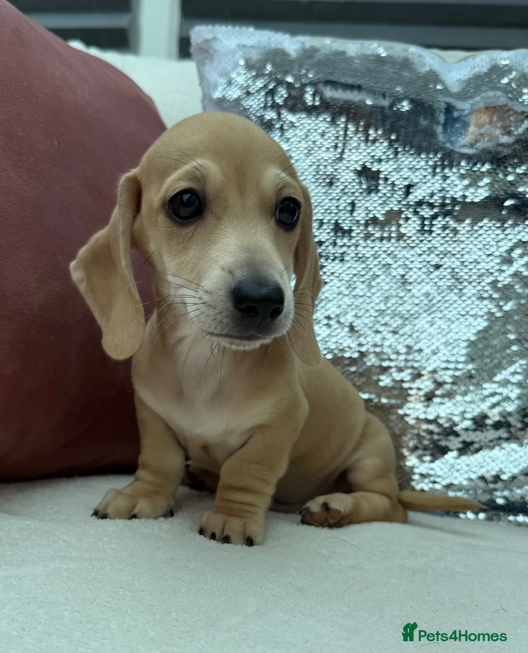 Miniature Dachshund dogs for sale: Minature dachshund ** ready now** - Advert 17
