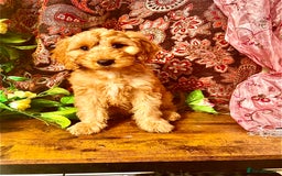 Cockapoo dogs for sale: Quality F1 Cockapoo Puppies GIRLS Various pricing  - Image 34