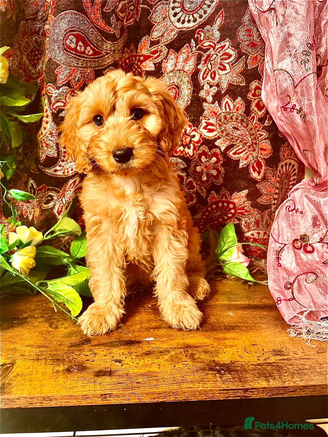 Cockapoo dogs for sale: Quality F1 Cockapoo Puppies GIRLS Various pricing  - Image 34
