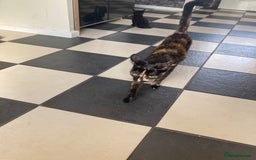 Mixed Breed cats for sale:  Beautiful Female cat - Image 2