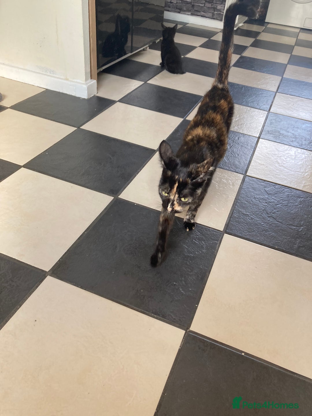 Mixed Breed cats for sale:  Beautiful Female cat - Image 2