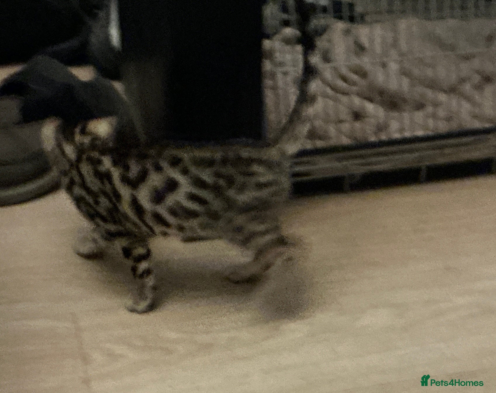 Bengal cats brown boy selling with no fault of his own  - Advert 6