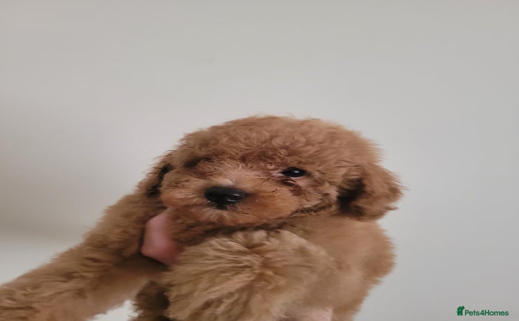 Toy Poodle dogs - Advert 2