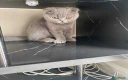 British Shorthair cats for sale: British short hair  in Heckmondwike - Image 2