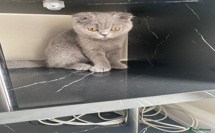 British Shorthair cats in Heckmondwike - Advert 6