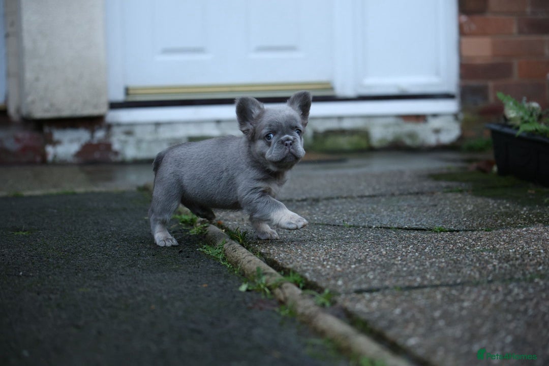 French Bulldog dogs for sale: French bulldog male - Advert 10
