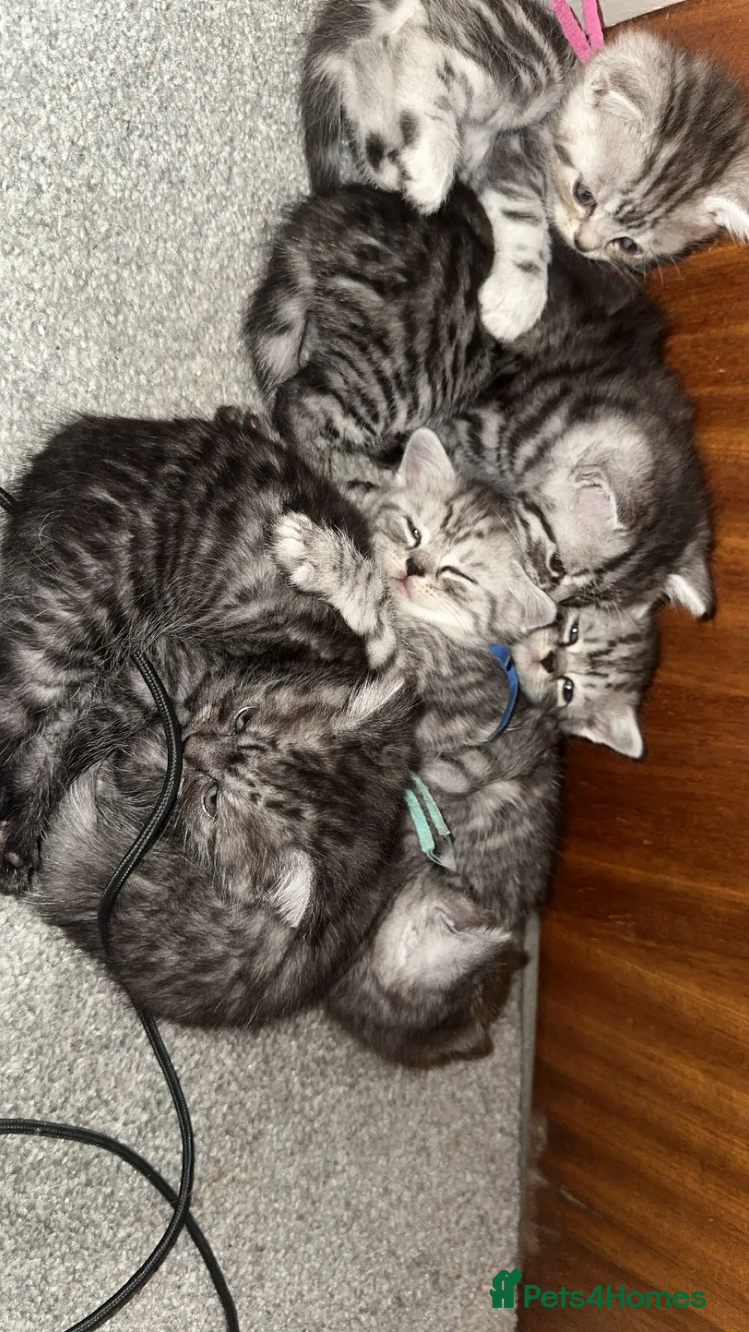 British Shorthair cats for sale: Silver tabby british short hair kittens in Mansfield - Advert 2