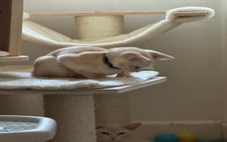 Burmese cats for sale: A fantastic litter of 7 Burmese babies  - Image 39