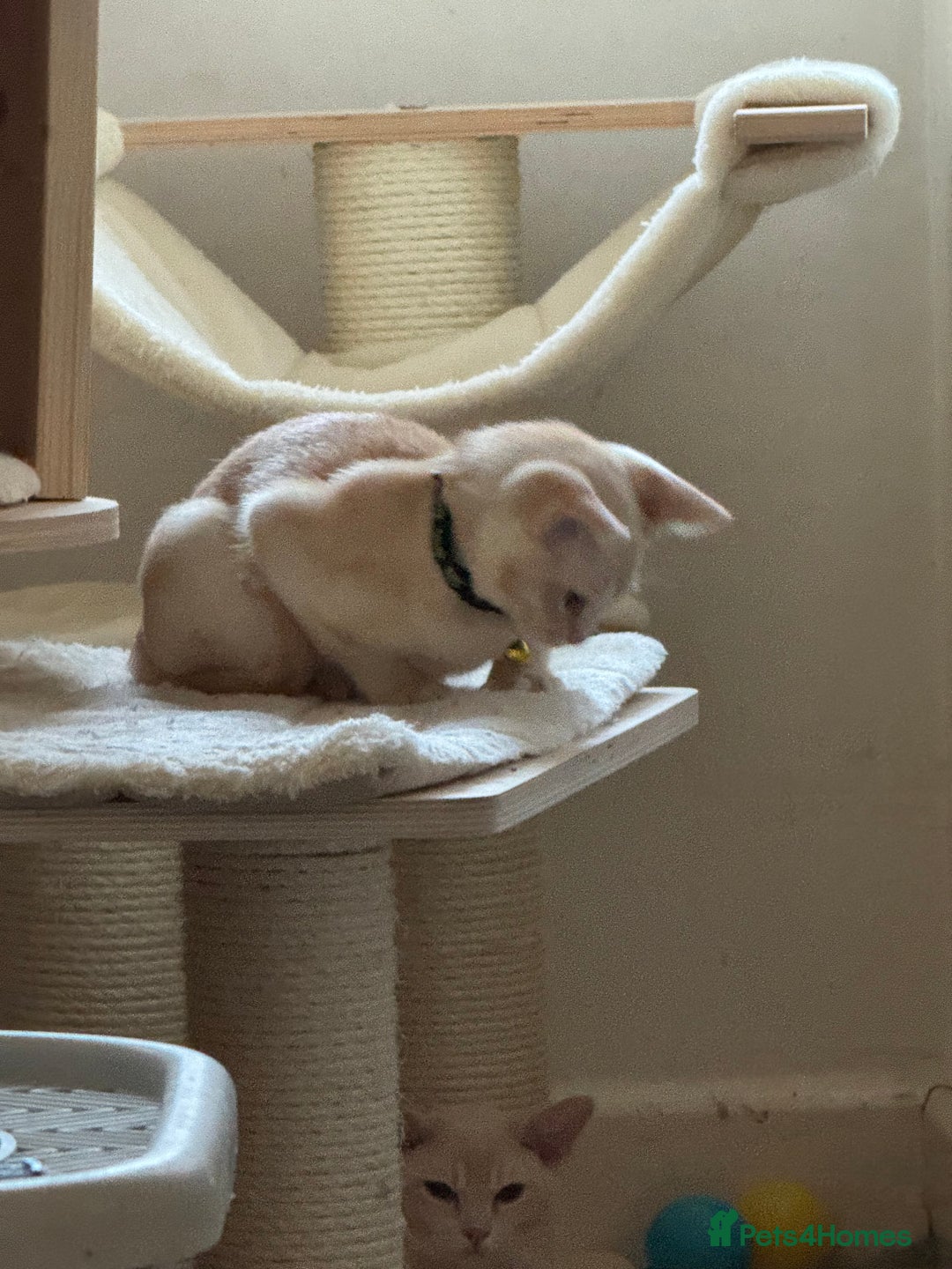 Burmese cats for sale: A fantastic litter of 7 Burmese babies  - Image 39