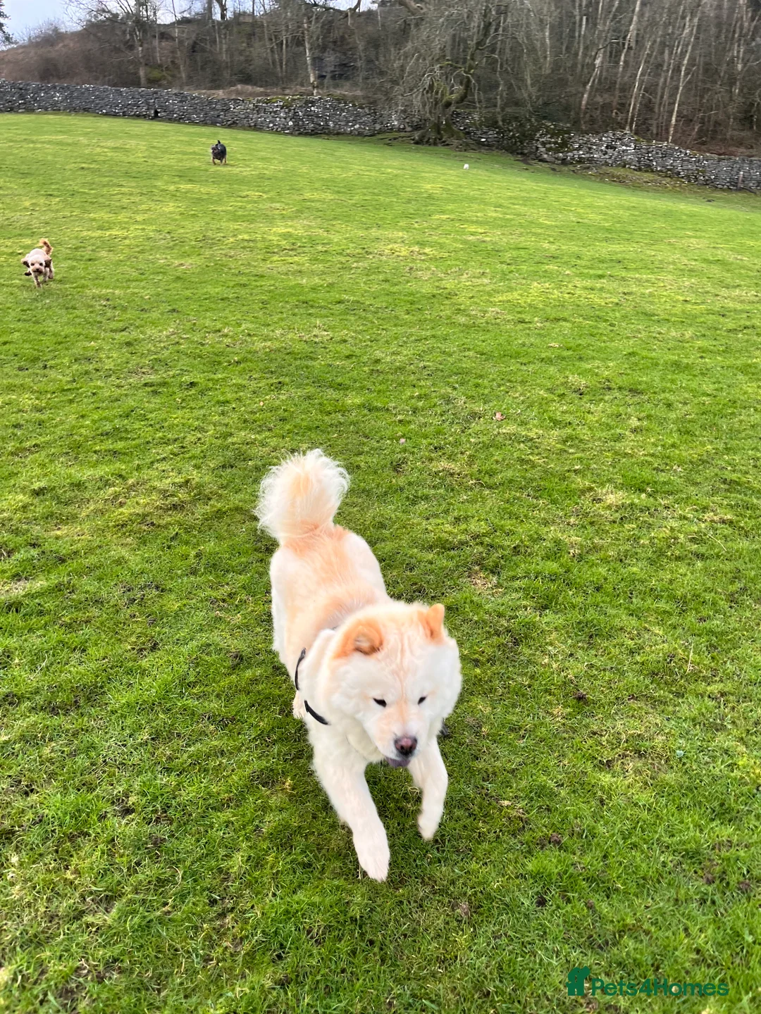 Chow Chow dogs for sale: Kiki 2 yr old chow chow  - Advert 2