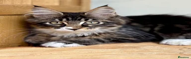 Maine Coon 1