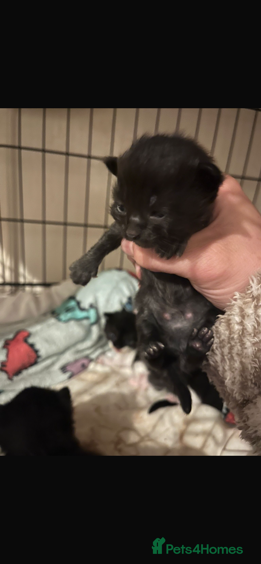 Domestic Shorthair cats for sale: Beautiful kittens - Image 10