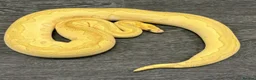 Python Snake reptiles for sale: Last few royals need moving on asap - Advert 12